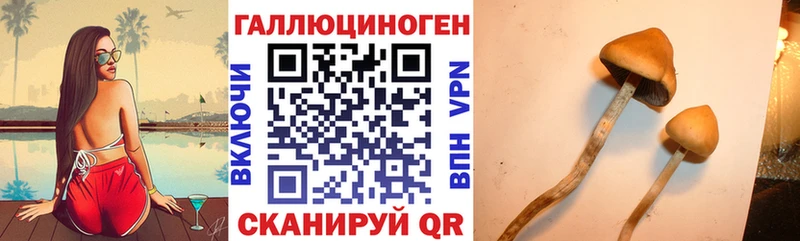 где можно купить   Сарапул  Псилоцибиновые грибы Psilocybe 